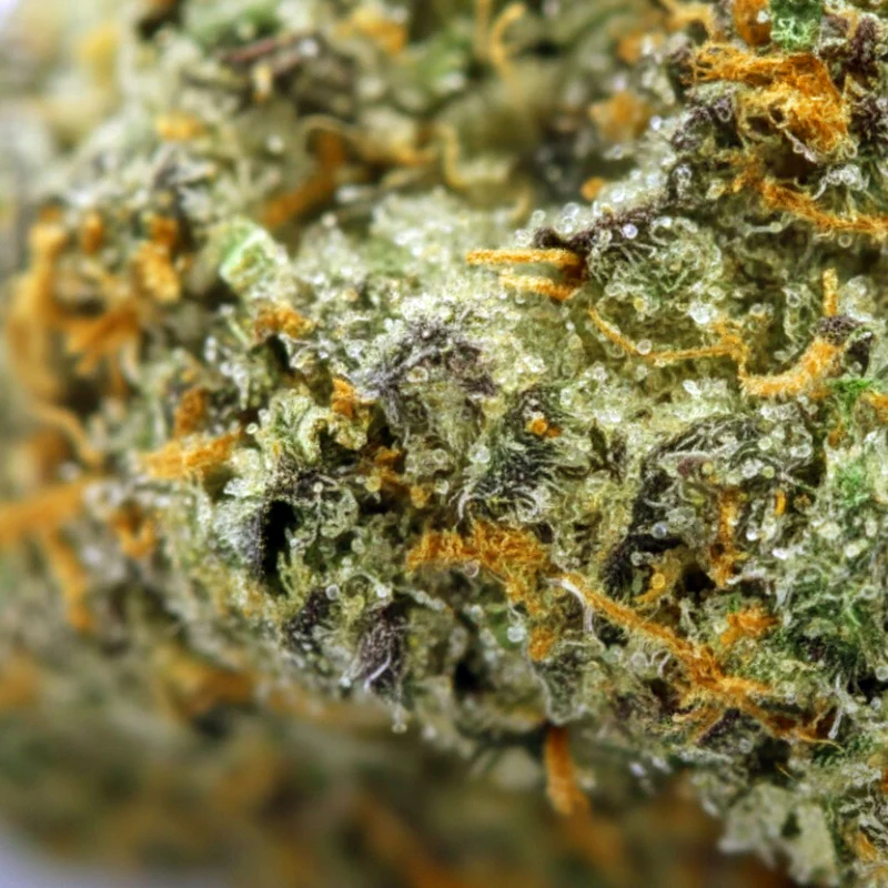 LAMB'S BREATH (🇯🇲 JAMAICAN GENETICS) - Image 2